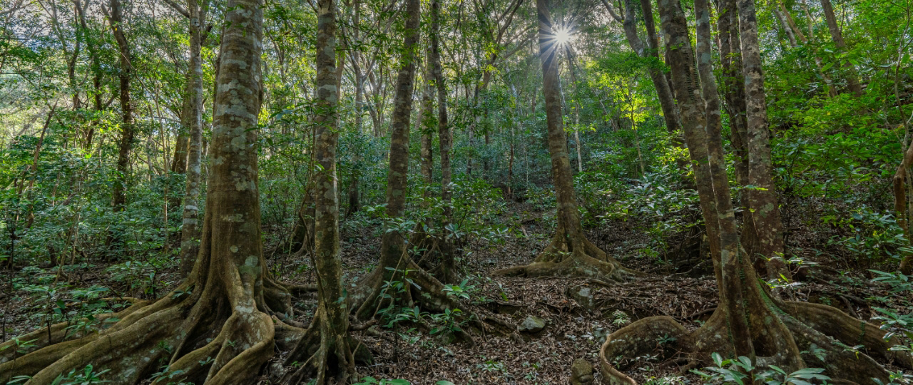 井之川岳